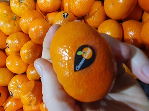 Croatia Fruit Surveying Quality Control Services